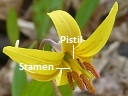 Trout Lily