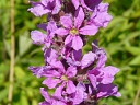 More Purple Loosestrife