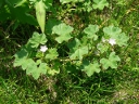 More Common Mallow