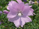 More Musk Mallow