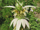 Spotted Beebalm