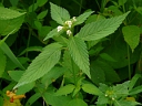 Hemp Nettle