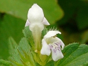 More Hemp Nettle