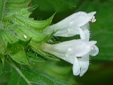 More Lemon Balm