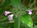 More Wild Basil