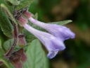 More Common Skullcap