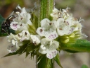 More Water Horehound