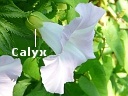 Hedge Bindweed