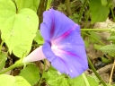Morning Glory Family