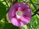 More Tall Morning Glory