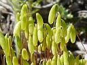 More Fire Moss