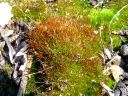 Mosses