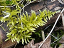 More Cypress-leaved Plait Moss