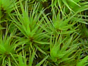 More Pincushion Moss
