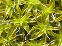 More Tortula Moss