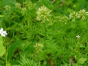 Narrowleaf Bittercress