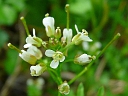 Pennsylvania Bittercress