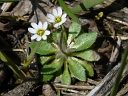 Whitlow Grass