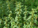 Nettle Family