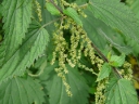 More Stinging Nettle