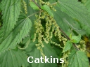 Stinging Nettle