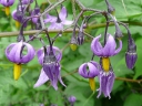 More Bittersweet Nightshade