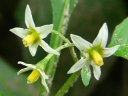 More Eastern Black Nightshade