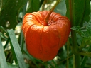 More Chinese Lantern