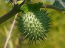 More Jimson Weed