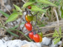 Nightshade or Potato Family