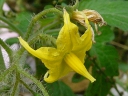 More Garden Tomato