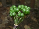More Wild Leek