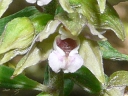 More Common Helleborine