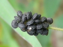 More Black Medick