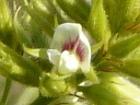 More Round-headed Bush Clover