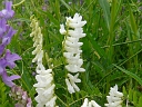 More Cow Vetch