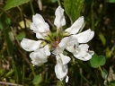 More Crown Vetch