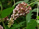 More Groundnut