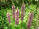 Large-leaved Lupine