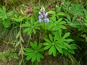 Wild Lupine