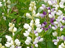More Wild Lupine