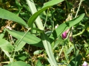 Everlasting Pea