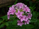 Phlox Family