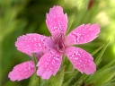 Pink / Carnation Family