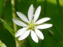 More Stitchwort