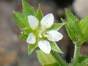 Thyme-leaved Sandwort