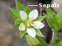 Thyme-leaved Sandwort