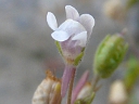 Dwarf Snapdragon