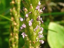 More Common Plantain