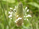 More English Plantain